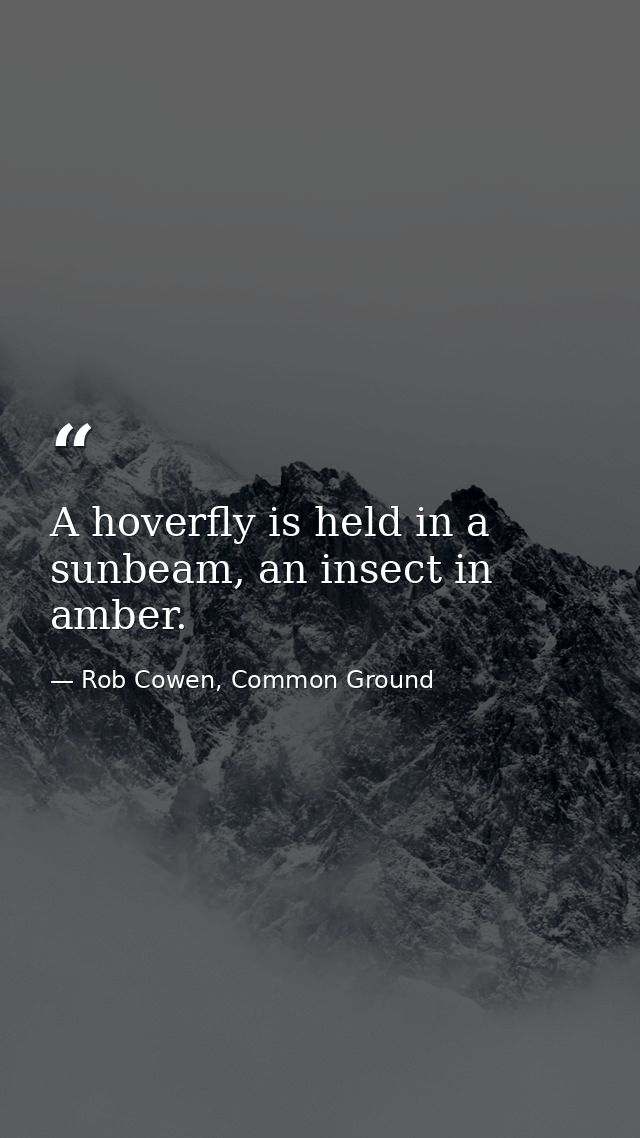 A hoverfly is held in a sunbeam, an insect in amber. — Rob Cowen, Common Ground