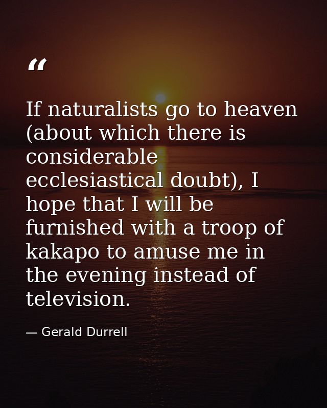 If naturalists go to heaven (about which there is considerable ecclesiastical doubt), I hope that I will be furnished wi — Gerald Durrell