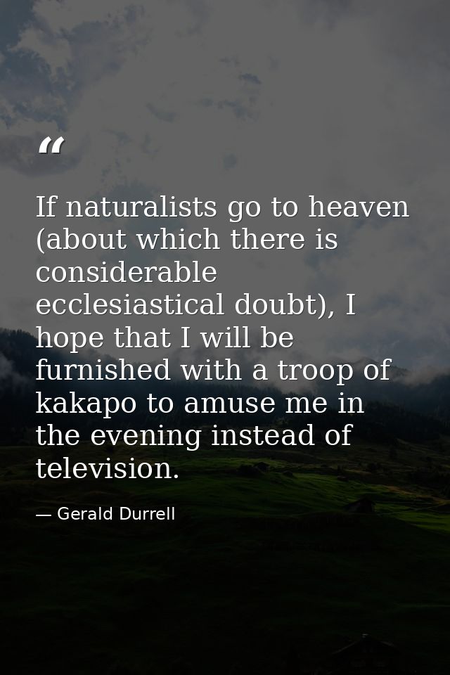 If naturalists go to heaven (about which there is considerable ecclesiastical doubt), I hope that I will be furnished wi — Gerald Durrell