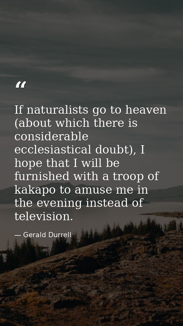If naturalists go to heaven (about which there is considerable ecclesiastical doubt), I hope that I will be furnished wi — Gerald Durrell