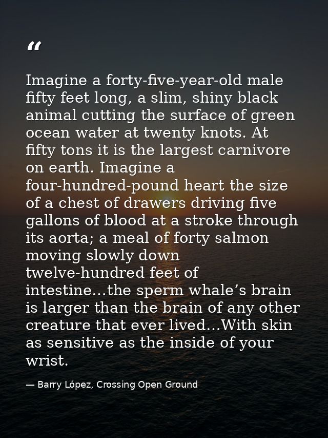 Imagine a forty-five-year-old male fifty feet long, a slim, shiny black animal cutting the surface of green ocean water  — Barry López, Crossing Open Ground