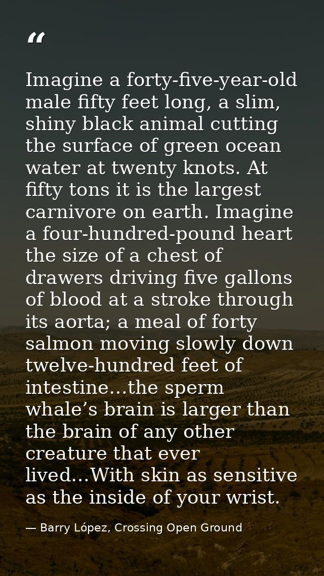 Imagine a forty-five-year-old male fifty feet long, a slim, shiny black animal cutting the surface of green ocean water  — Barry López, Crossing Open Ground