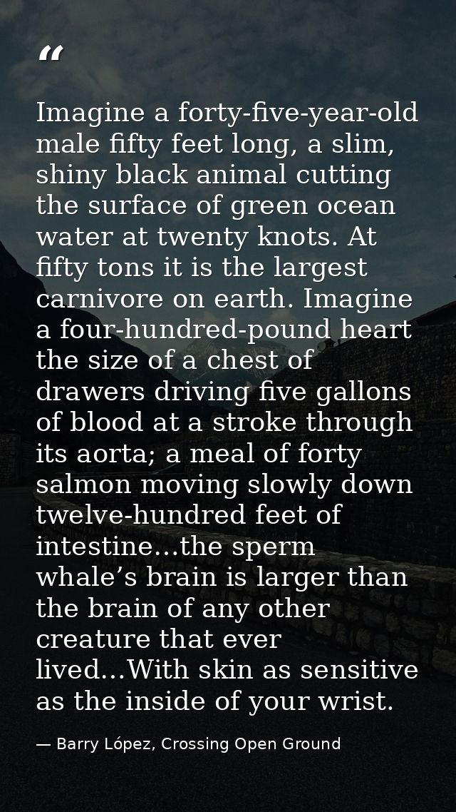 Imagine a forty-five-year-old male fifty feet long, a slim, shiny black animal cutting the surface of green ocean water  — Barry López, Crossing Open Ground