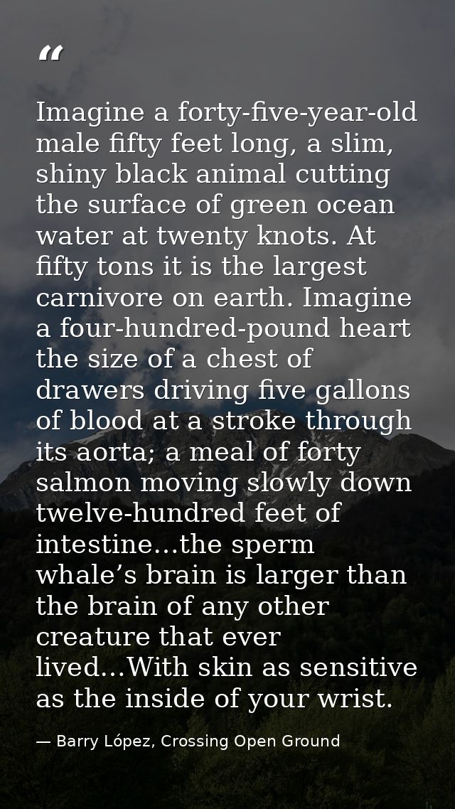 Imagine a forty-five-year-old male fifty feet long, a slim, shiny black animal cutting the surface of green ocean water  — Barry López, Crossing Open Ground