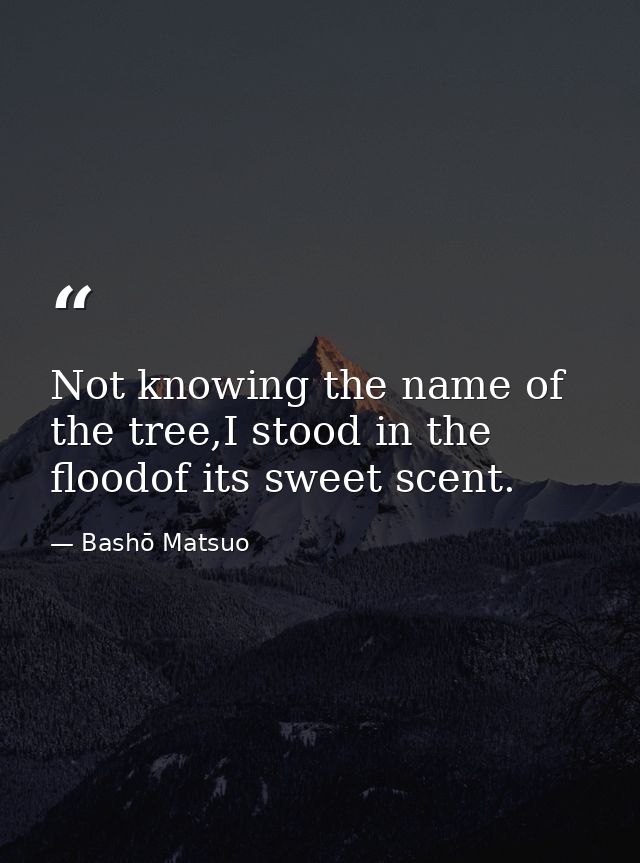 Not knowing the name of the tree,I stood in the floodof its sweet scent. — Bashō Matsuo