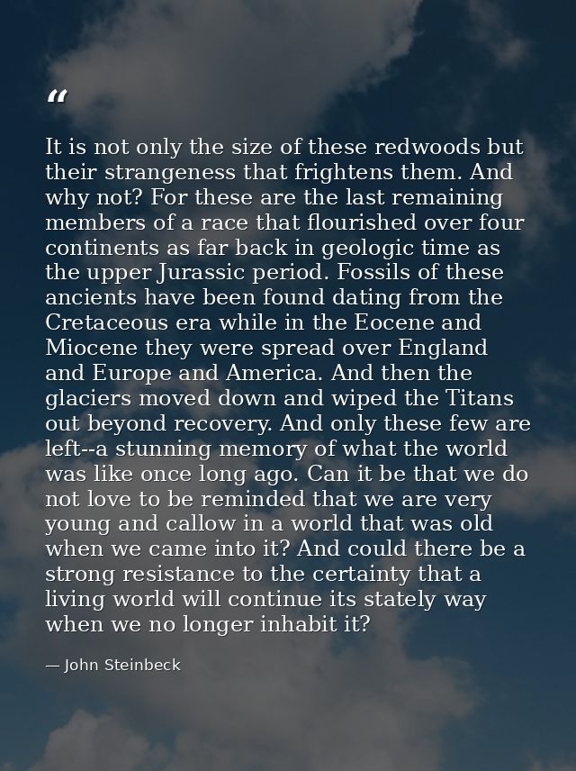It is not only the size of these redwoods but their strangeness that frightens them. And why not? For these are the last — John Steinbeck