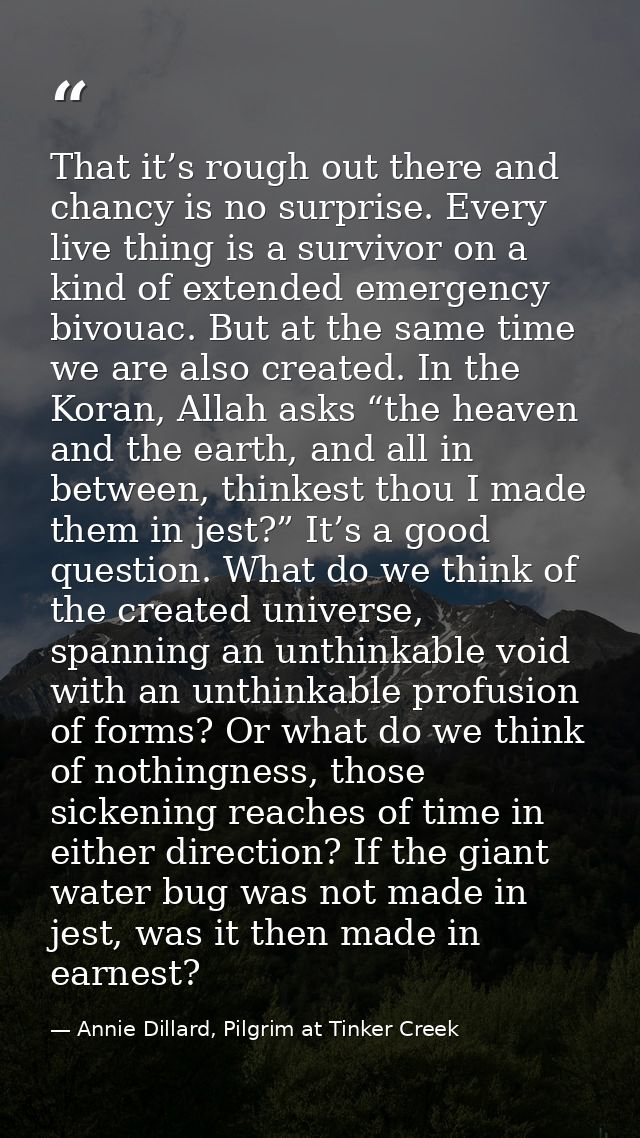 That it’s rough out there and chancy is no surprise. Every live thing is a survivor on a kind of extended emergency bivo — Annie Dillard, Pilgrim at Tinker Creek