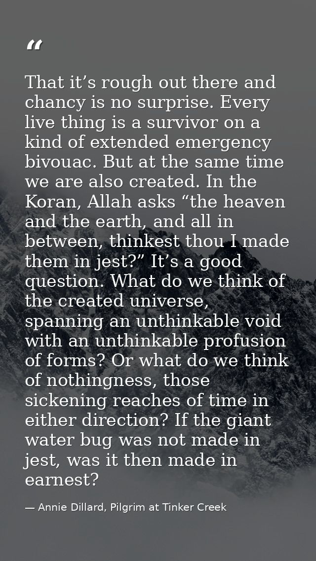 That it’s rough out there and chancy is no surprise. Every live thing is a survivor on a kind of extended emergency bivo — Annie Dillard, Pilgrim at Tinker Creek