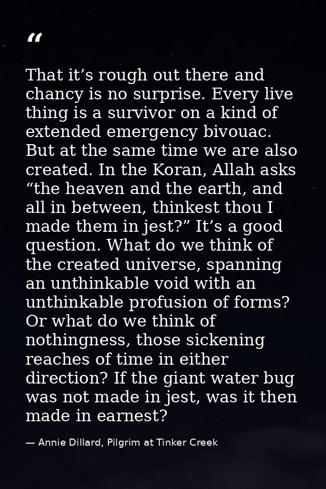 That it’s rough out there and chancy is no surprise. Every live thing is a survivor on a kind of extended emergency bivo — Annie Dillard, Pilgrim at Tinker Creek