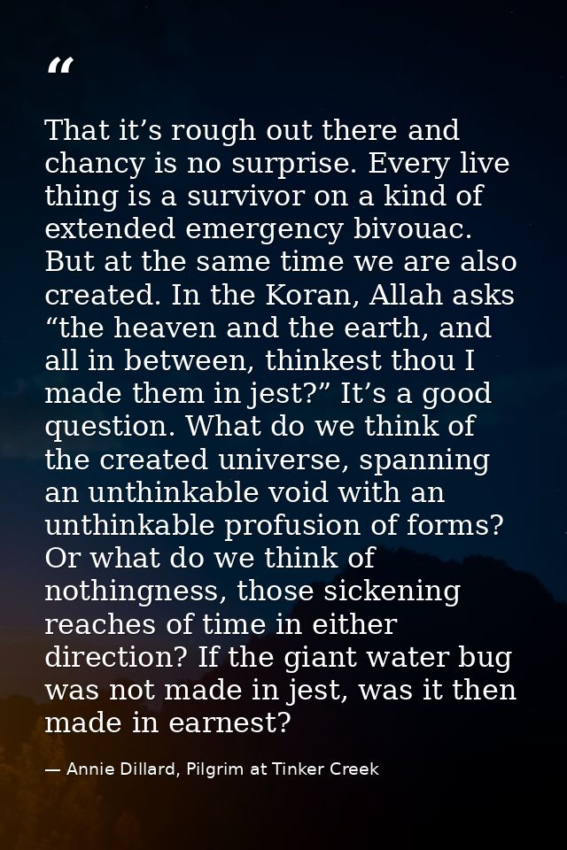 That it’s rough out there and chancy is no surprise. Every live thing is a survivor on a kind of extended emergency bivo — Annie Dillard, Pilgrim at Tinker Creek