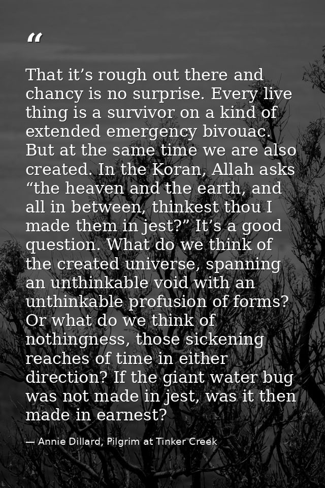 That it’s rough out there and chancy is no surprise. Every live thing is a survivor on a kind of extended emergency bivo — Annie Dillard, Pilgrim at Tinker Creek