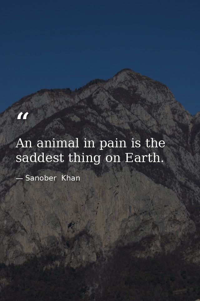 An animal in pain is the saddest thing on Earth. — Sanober  Khan