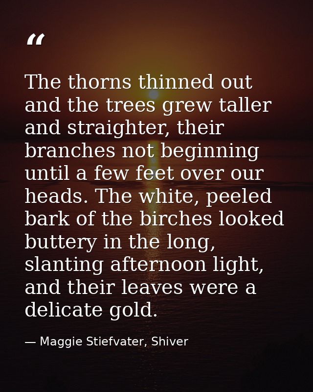 The thorns thinned out and the trees grew taller and straighter, their branches not beginning until a few feet over our  — Maggie Stiefvater, Shiver