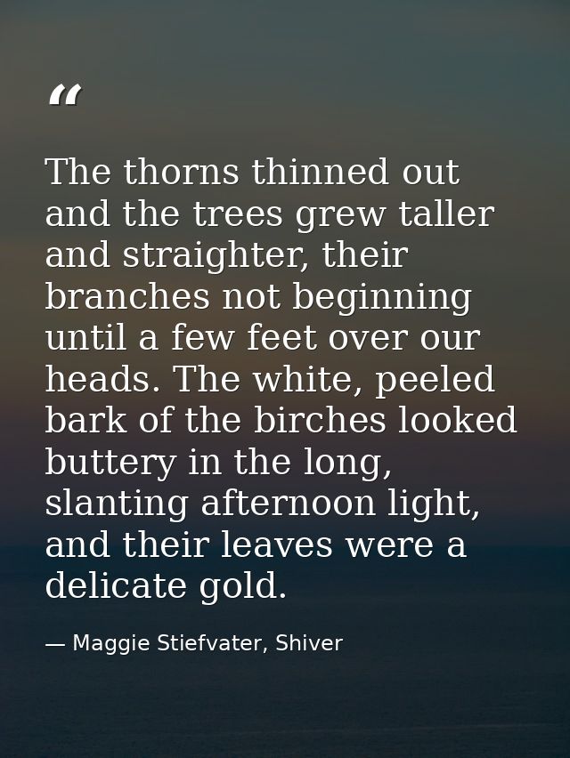 The thorns thinned out and the trees grew taller and straighter, their branches not beginning until a few feet over our  — Maggie Stiefvater, Shiver