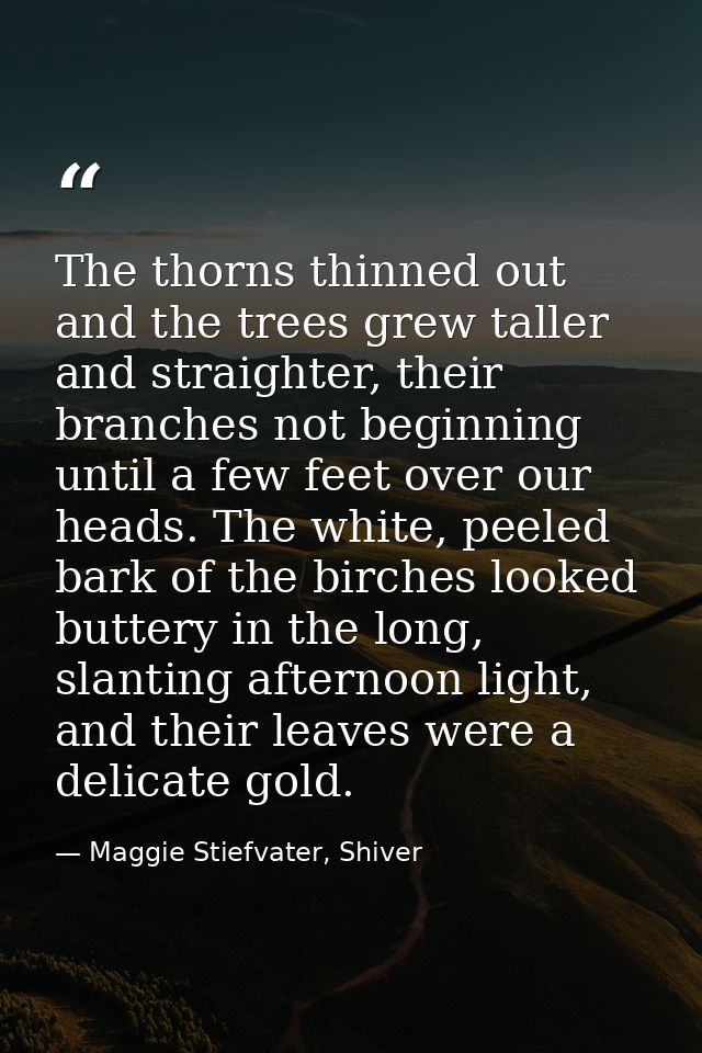 The thorns thinned out and the trees grew taller and straighter, their branches not beginning until a few feet over our  — Maggie Stiefvater, Shiver