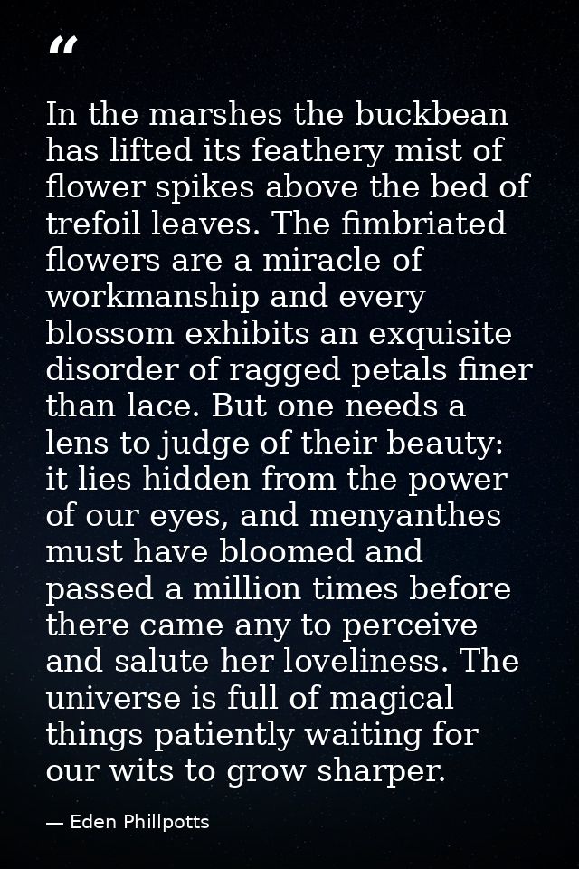 In the marshes the buckbean has lifted its feathery mist of flower spikes above the bed of trefoil leaves. The fimbriate — Eden Phillpotts
