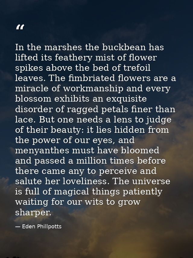 In the marshes the buckbean has lifted its feathery mist of flower spikes above the bed of trefoil leaves. The fimbriate — Eden Phillpotts