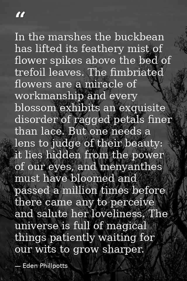 In the marshes the buckbean has lifted its feathery mist of flower spikes above the bed of trefoil leaves. The fimbriate — Eden Phillpotts