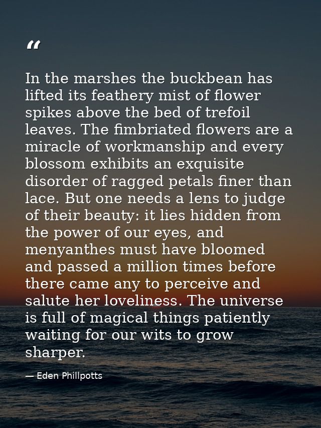 In the marshes the buckbean has lifted its feathery mist of flower spikes above the bed of trefoil leaves. The fimbriate — Eden Phillpotts