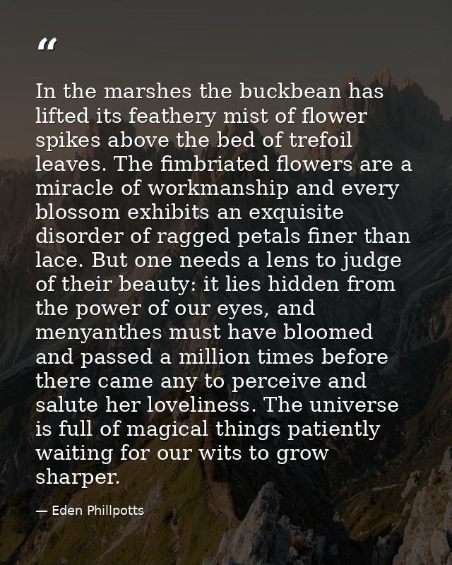 In the marshes the buckbean has lifted its feathery mist of flower spikes above the bed of trefoil leaves. The fimbriate — Eden Phillpotts