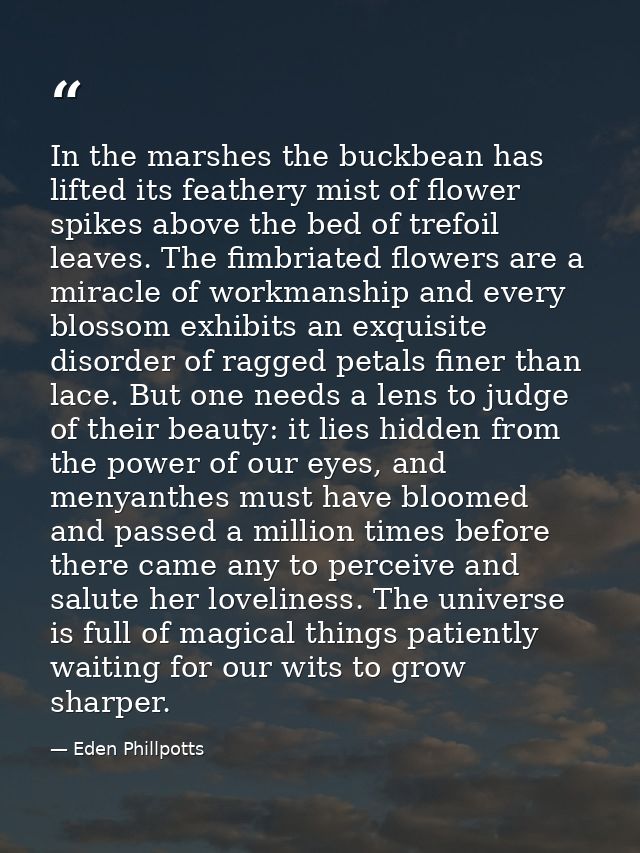 In the marshes the buckbean has lifted its feathery mist of flower spikes above the bed of trefoil leaves. The fimbriate — Eden Phillpotts