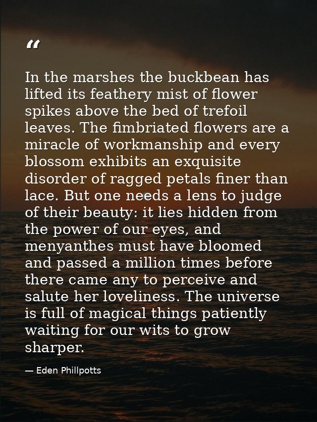 In the marshes the buckbean has lifted its feathery mist of flower spikes above the bed of trefoil leaves. The fimbriate — Eden Phillpotts