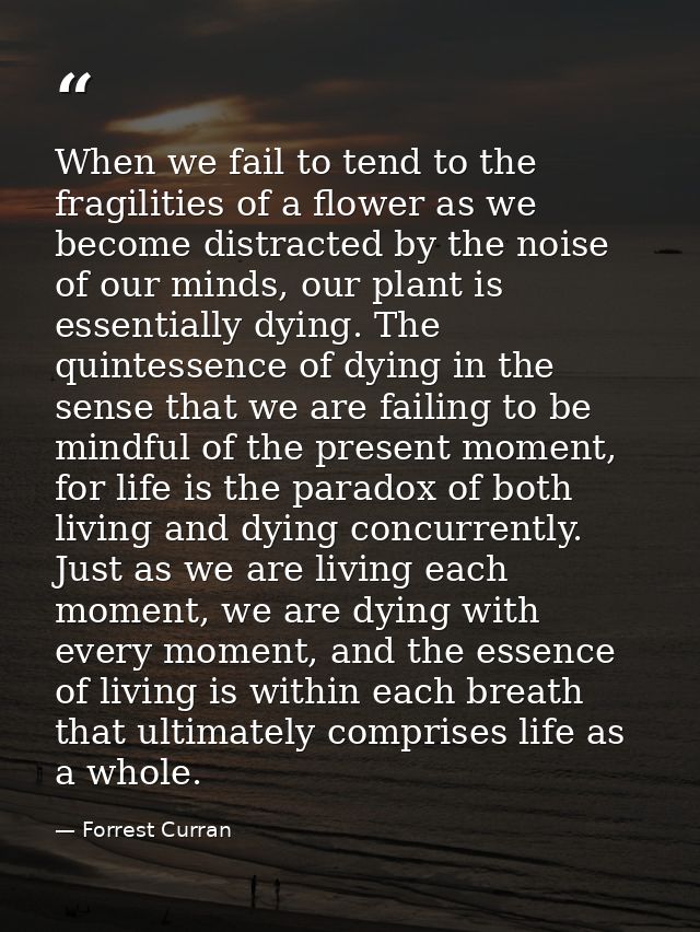When we fail to tend to the fragilities of a flower as we become distracted by the noise of our minds, our plant is esse — Forrest Curran