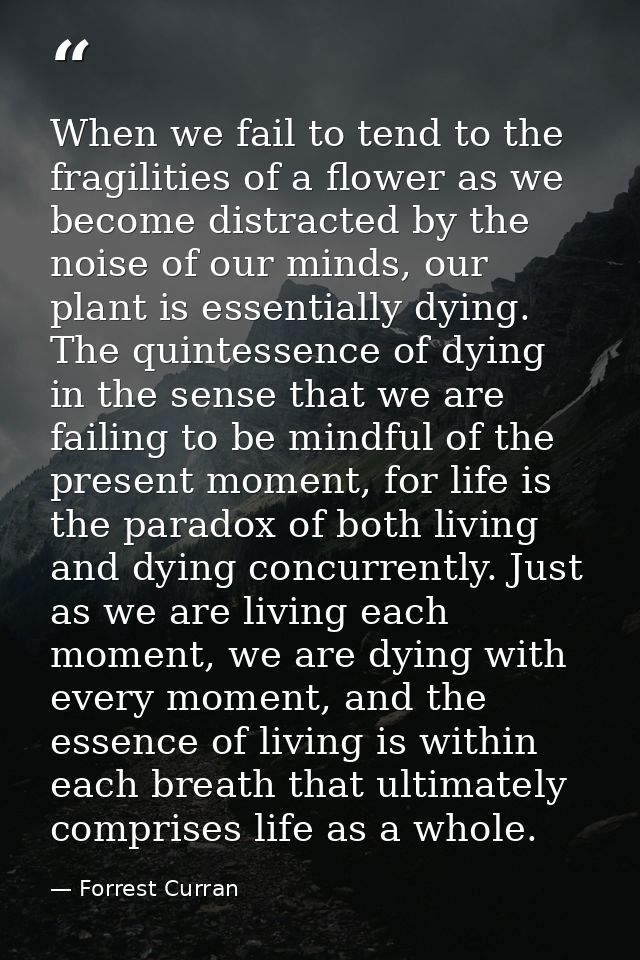 When we fail to tend to the fragilities of a flower as we become distracted by the noise of our minds, our plant is esse — Forrest Curran