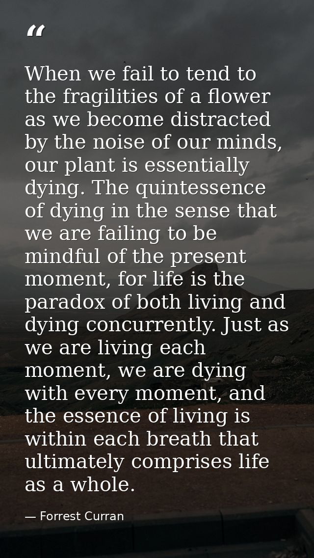 When we fail to tend to the fragilities of a flower as we become distracted by the noise of our minds, our plant is esse — Forrest Curran