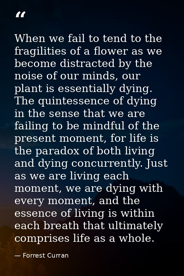 When we fail to tend to the fragilities of a flower as we become distracted by the noise of our minds, our plant is esse — Forrest Curran