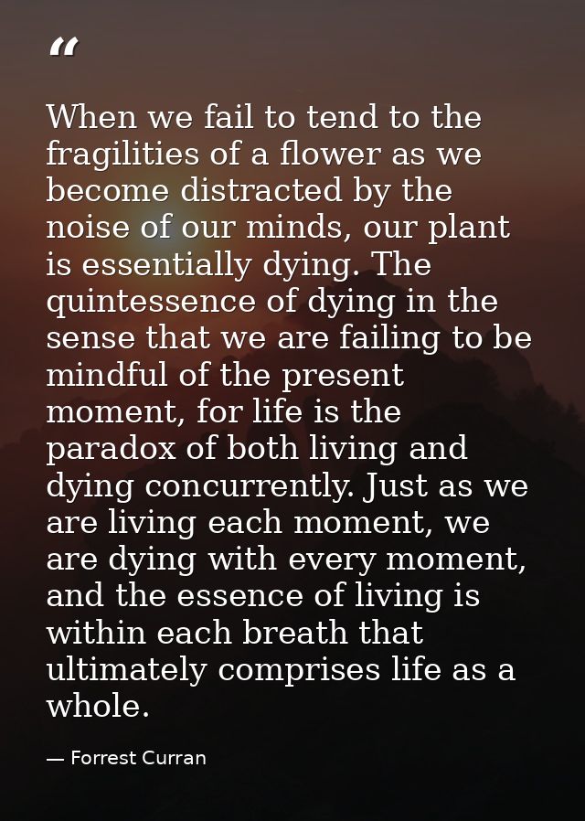 When we fail to tend to the fragilities of a flower as we become distracted by the noise of our minds, our plant is esse — Forrest Curran