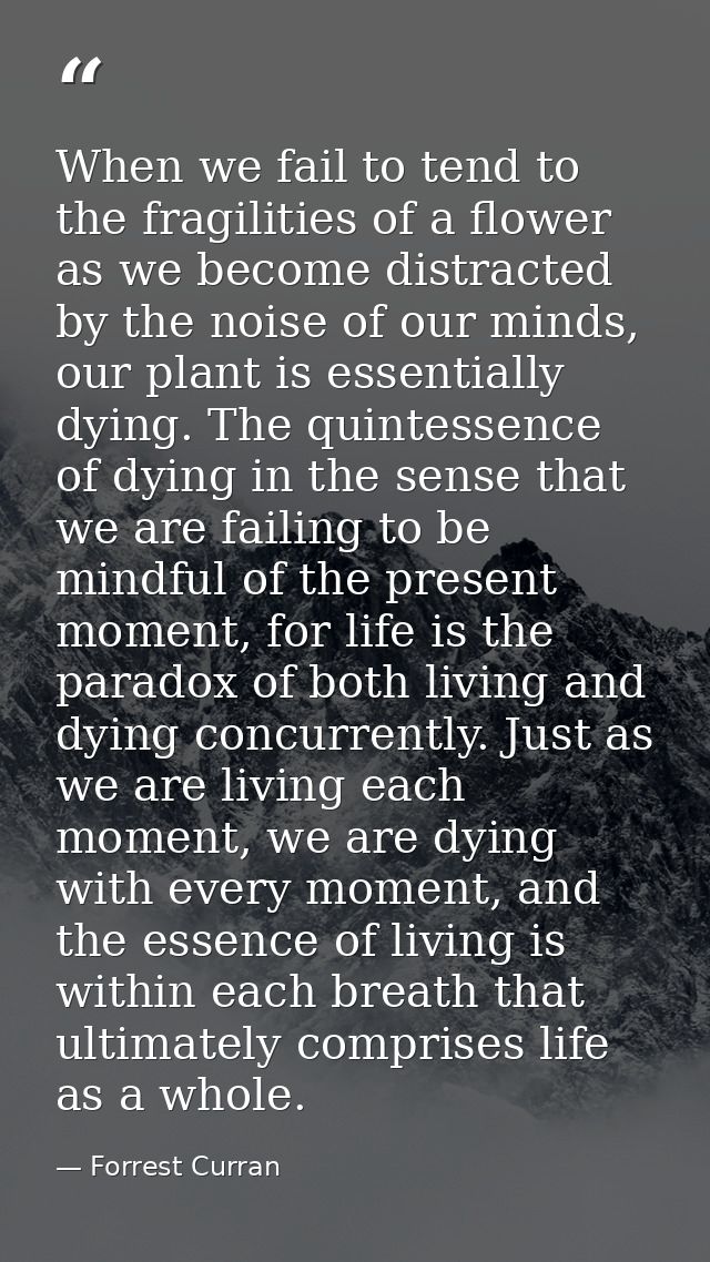 When we fail to tend to the fragilities of a flower as we become distracted by the noise of our minds, our plant is esse — Forrest Curran