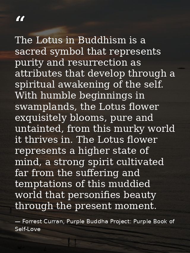 The Lotus in Buddhism is a sacred symbol that represents purity and resurrection as attributes that develop through a sp — Forrest Curran, Purple Buddha Project: Purple Book of Self-Love