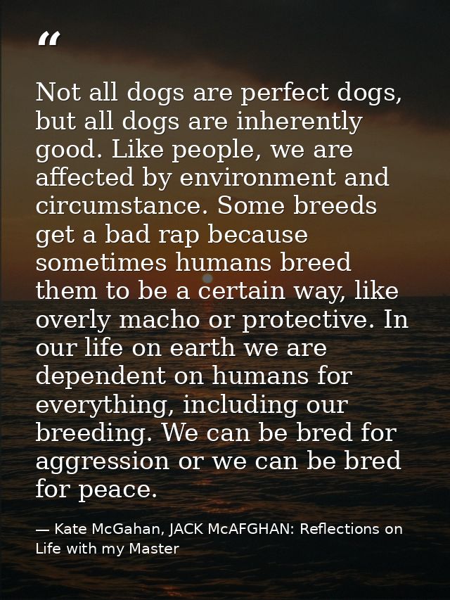 Not all dogs are perfect dogs, but all dogs are inherently good. Like people, we are affected by environment and circums — Kate McGahan, JACK McAFGHAN: Reflections on Life with my Master