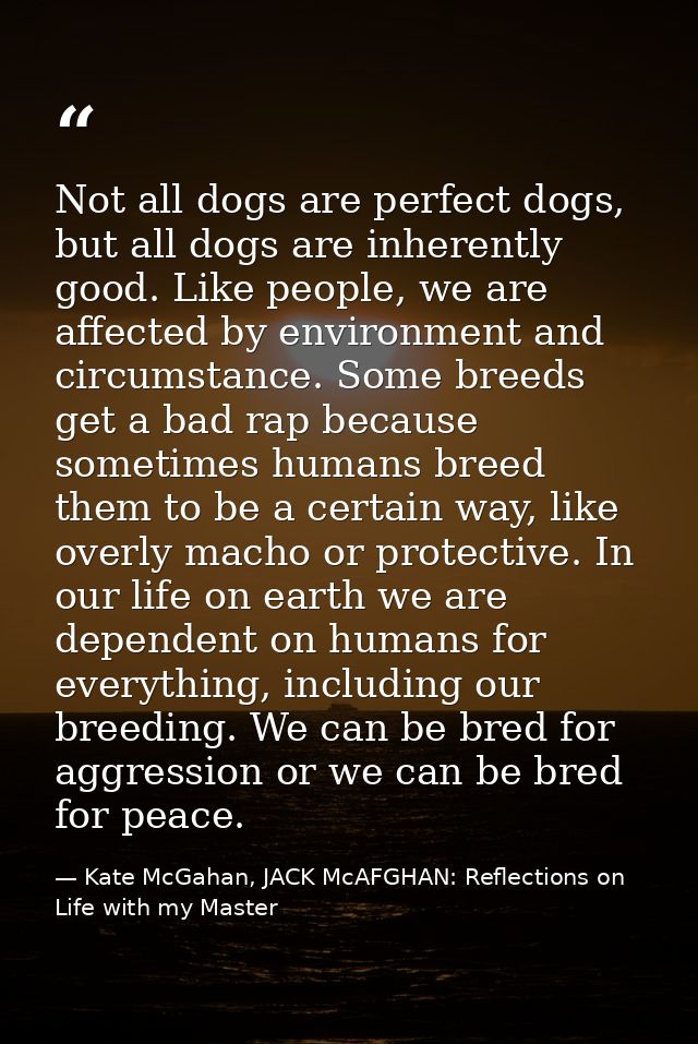 Not all dogs are perfect dogs, but all dogs are inherently good. Like people, we are affected by environment and circums — Kate McGahan, JACK McAFGHAN: Reflections on Life with my Master