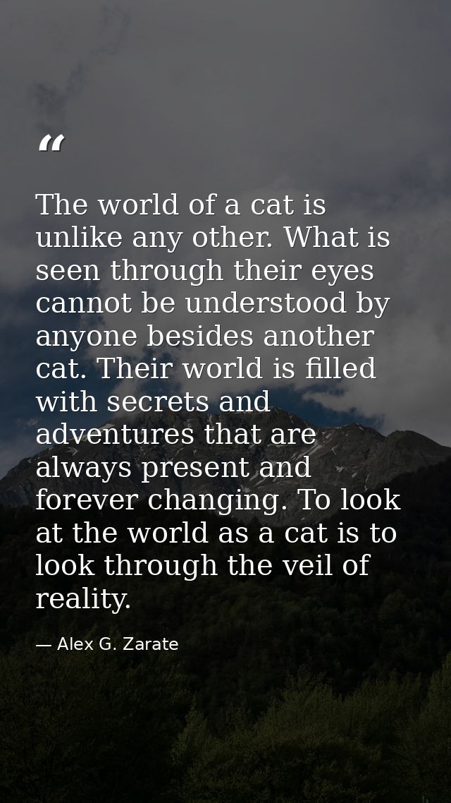 The world of a cat is unlike any other. What is seen through their eyes cannot be understood by anyone besides another c — Alex G. Zarate