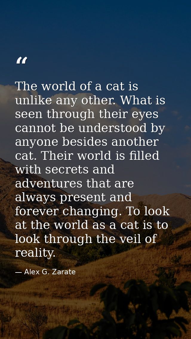 The world of a cat is unlike any other. What is seen through their eyes cannot be understood by anyone besides another c — Alex G. Zarate