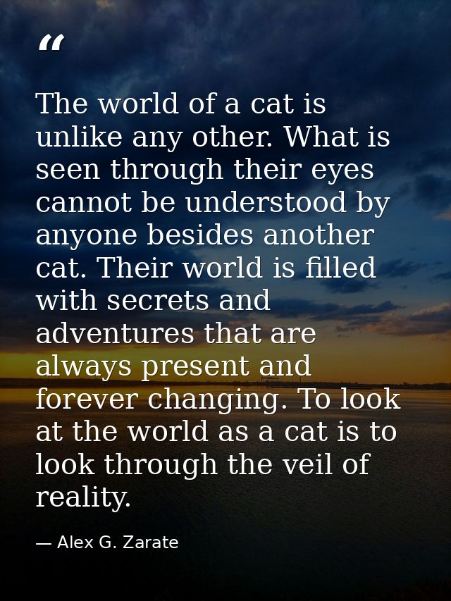 The world of a cat is unlike any other. What is seen through their eyes cannot be understood by anyone besides another c — Alex G. Zarate
