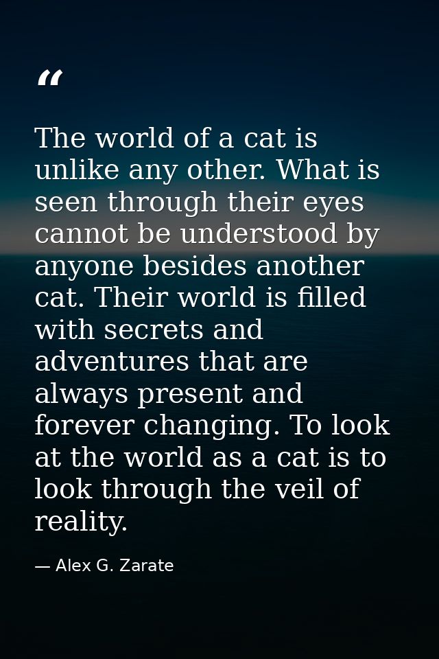The world of a cat is unlike any other. What is seen through their eyes cannot be understood by anyone besides another c — Alex G. Zarate