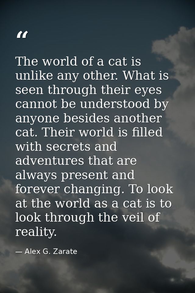 The world of a cat is unlike any other. What is seen through their eyes cannot be understood by anyone besides another c — Alex G. Zarate