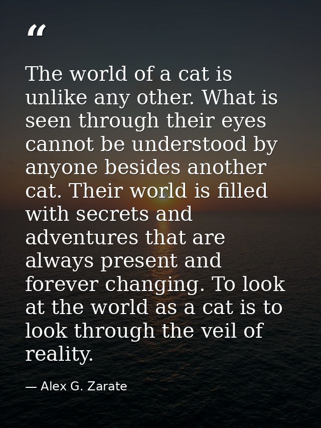 The world of a cat is unlike any other. What is seen through their eyes cannot be understood by anyone besides another c — Alex G. Zarate