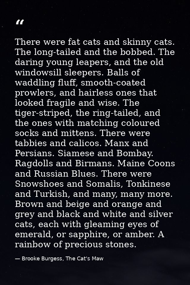 There were fat cats and skinny cats. The long-tailed and the bobbed. The daring young leapers, and the old windowsill sl — Brooke Burgess, The Cat's Maw