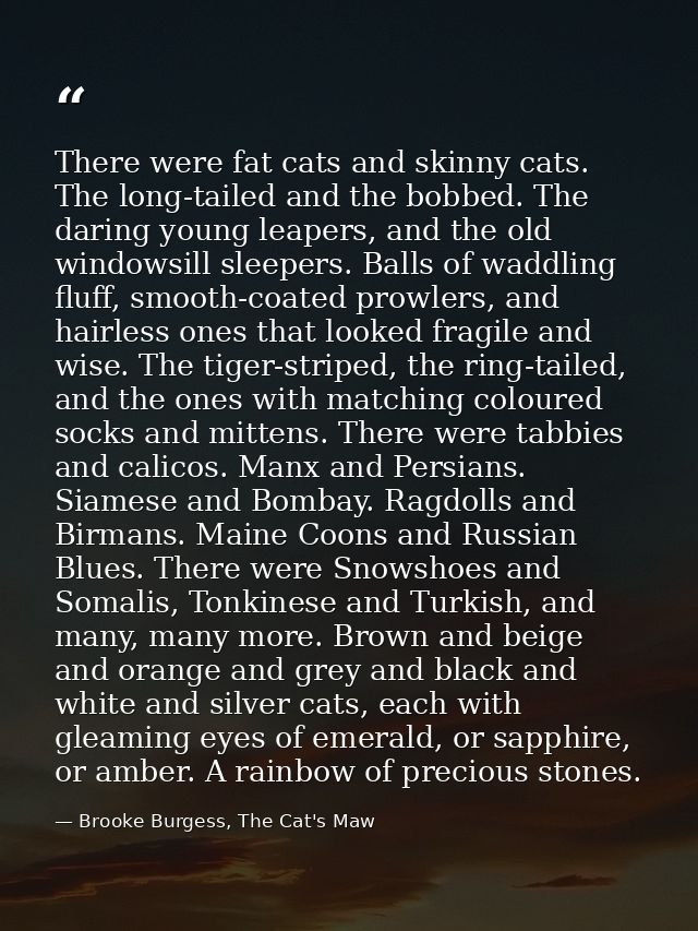 There were fat cats and skinny cats. The long-tailed and the bobbed. The daring young leapers, and the old windowsill sl — Brooke Burgess, The Cat's Maw