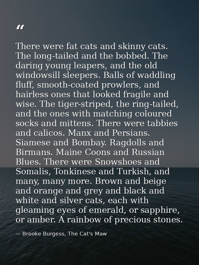 There were fat cats and skinny cats. The long-tailed and the bobbed. The daring young leapers, and the old windowsill sl — Brooke Burgess, The Cat's Maw
