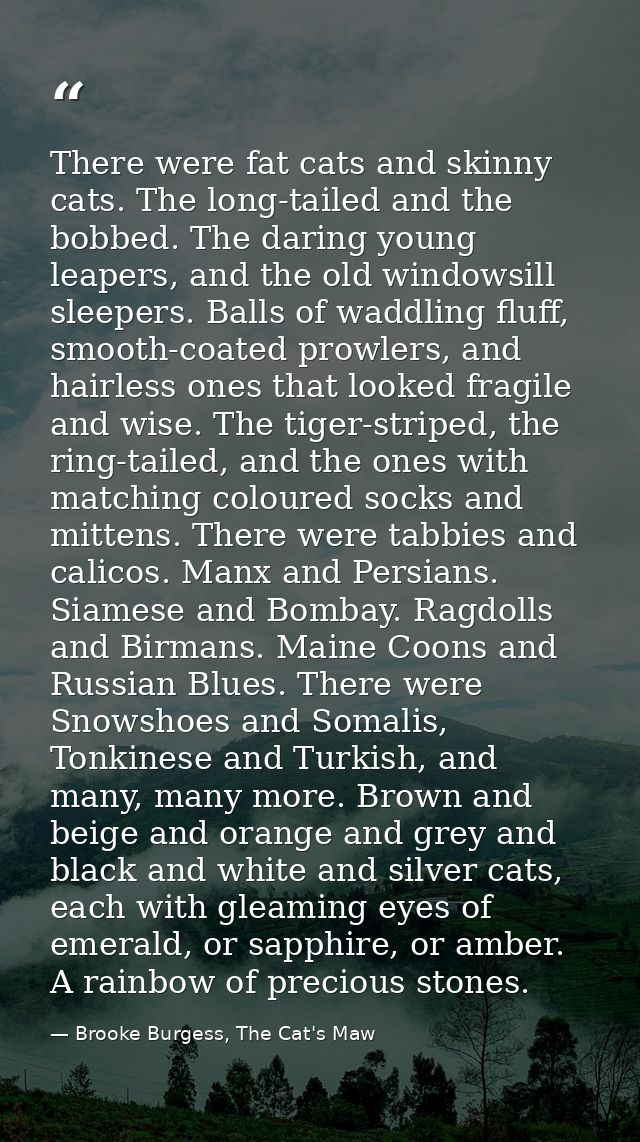 There were fat cats and skinny cats. The long-tailed and the bobbed. The daring young leapers, and the old windowsill sl — Brooke Burgess, The Cat's Maw