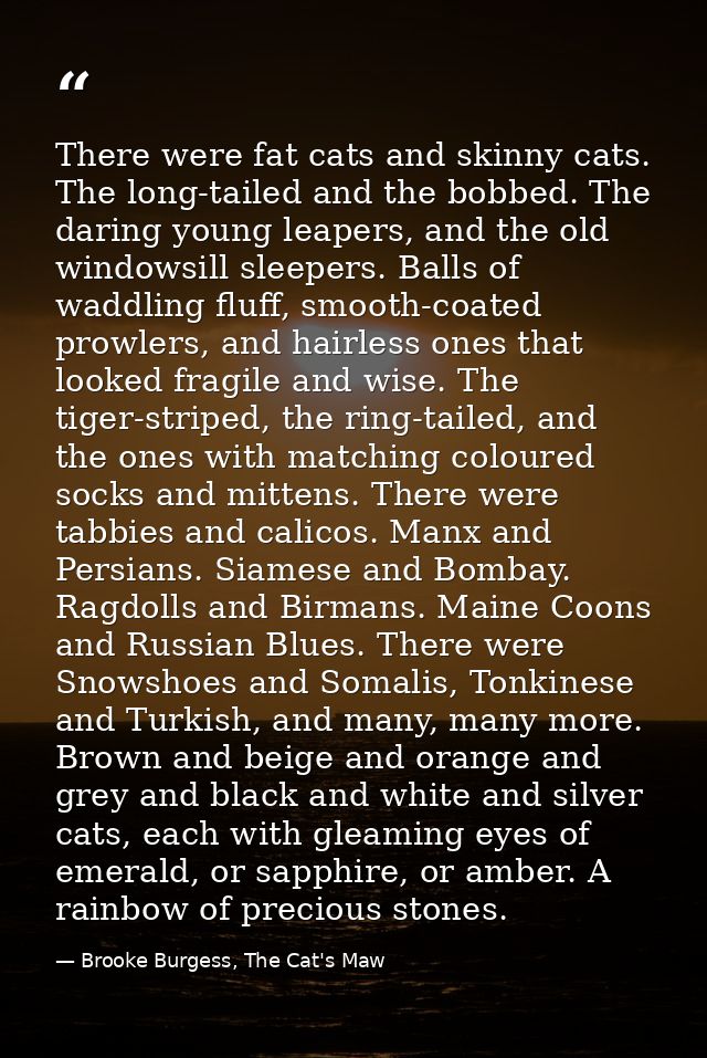 There were fat cats and skinny cats. The long-tailed and the bobbed. The daring young leapers, and the old windowsill sl — Brooke Burgess, The Cat's Maw