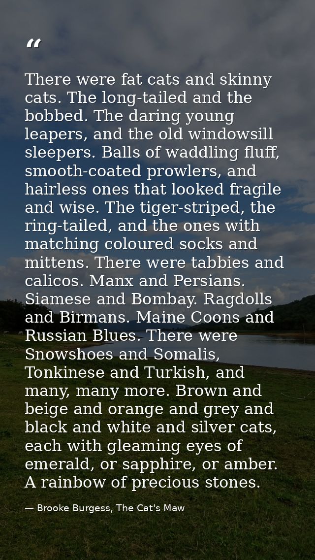 There were fat cats and skinny cats. The long-tailed and the bobbed. The daring young leapers, and the old windowsill sl — Brooke Burgess, The Cat's Maw