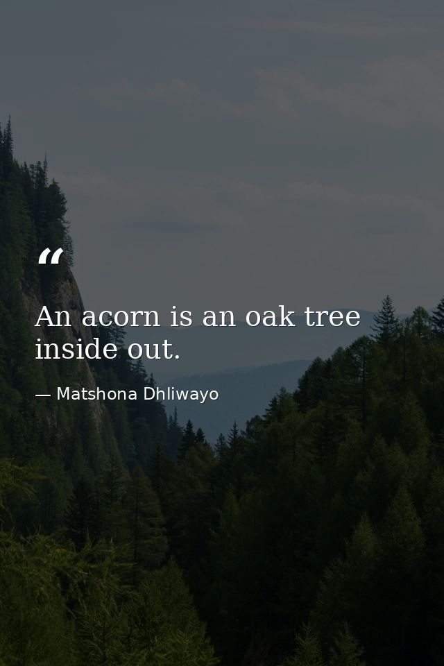 An acorn is an oak tree inside out. — Matshona Dhliwayo