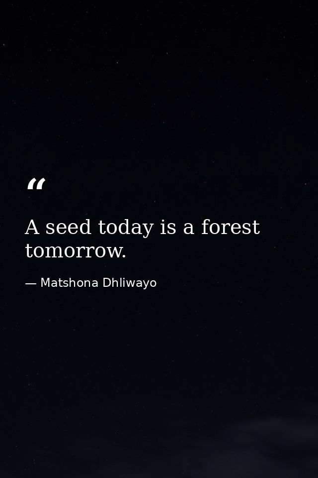 A seed today is a forest tomorrow. — Matshona Dhliwayo