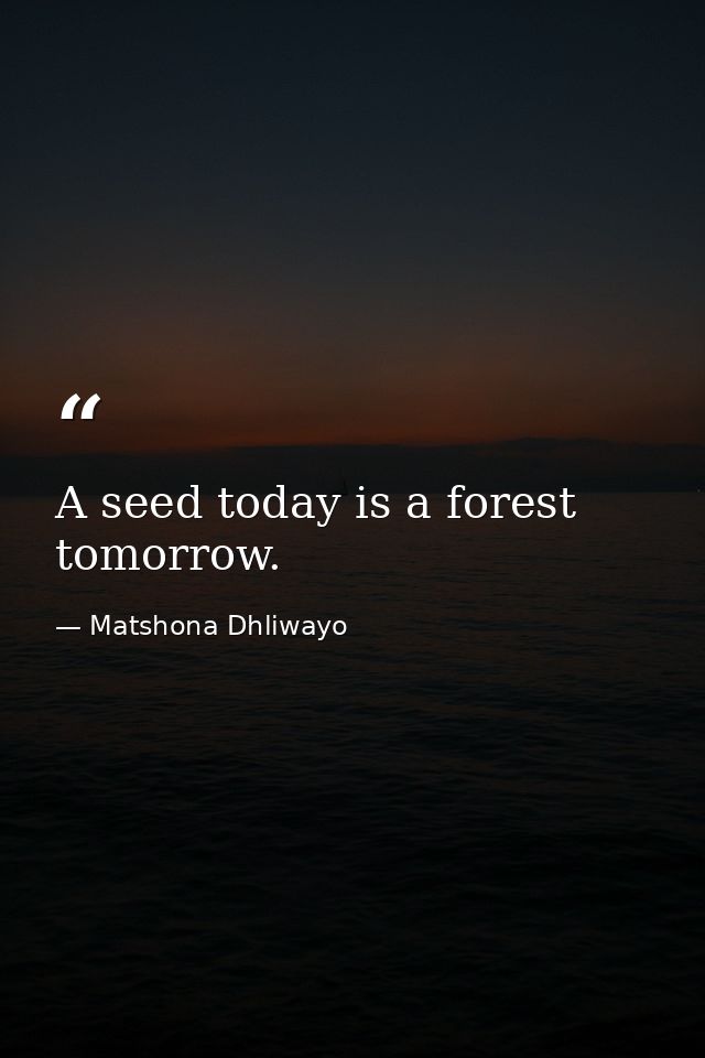 A seed today is a forest tomorrow. — Matshona Dhliwayo